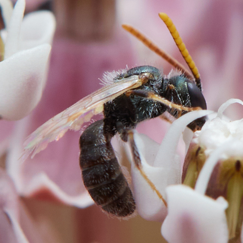 iNaturalist observation photo of Metallic Sweat Bees