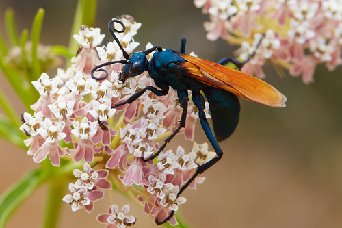 iNaturalist observation photo of Pepsis pallidolimbata
