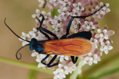 Pepsis pallidolimbata