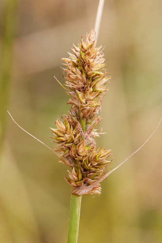 iNaturalist observation photo of true sedges
