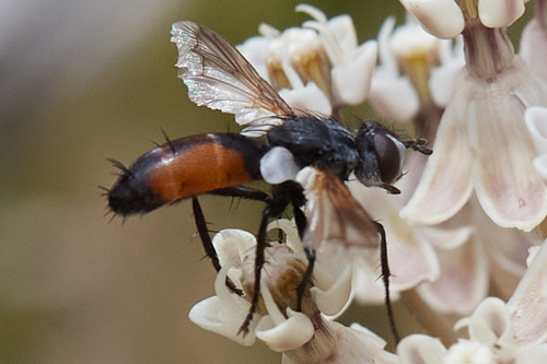 iNaturalist observation photo of Cylindromyia