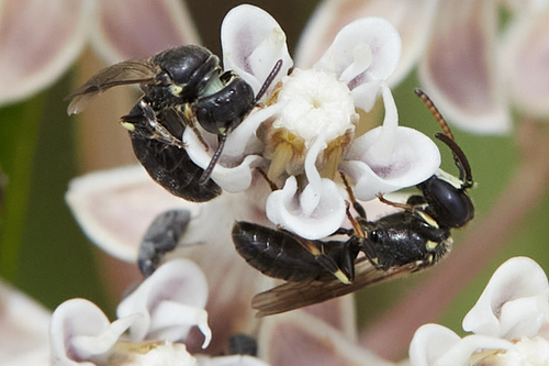 iNaturalist observation photo of Hylaeus