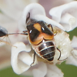 iNaturalist observation photo of Malachite Beetles