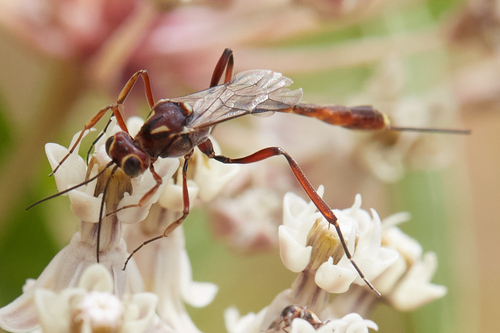 iNaturalist observation photo of Anomalon