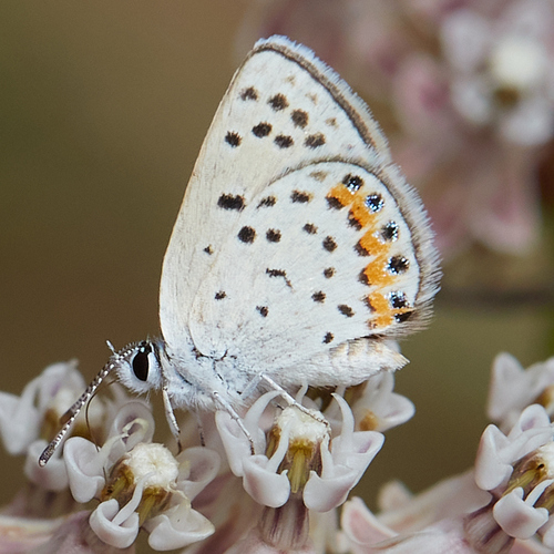 iNaturalist observation photo of Acmon Blue