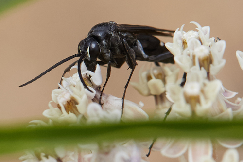 iNaturalist observation photo of Episyron