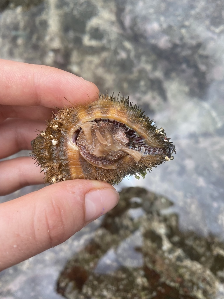 Monoplex vestitus from Santa Cruz, Guanacaste, CR on July 03, 2022 at ...