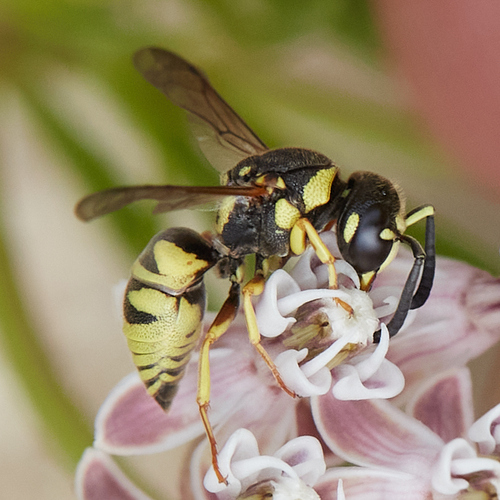 iNaturalist observation photo of Potter and Mason Wasps