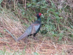 Phasianus versicolor