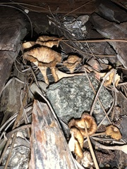 Lentinus crinitus