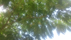 Albizia julibrissin