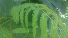 Albizia julibrissin