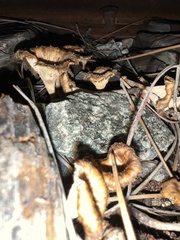 Lentinus crinitus