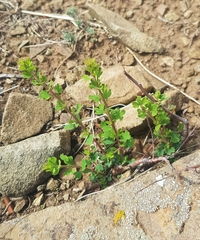 Spiraea aquilegifolia