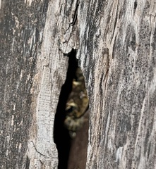 Anaxyrus terrestris