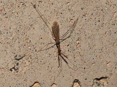 Stenolemoides arizonensis
