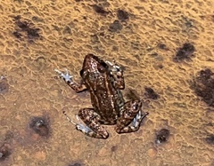 Eleutherodactylus planirostris