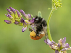Bombus pyrosoma