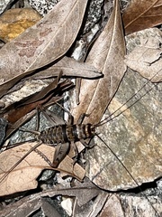 Gryllodes sigillatus