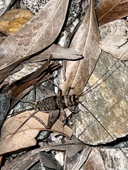 Gryllodes sigillatus