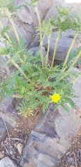Potentilla tergemina