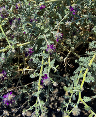 Psorothamnus polydenius