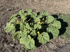Ibicella lutea