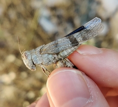 Oedipoda aurea