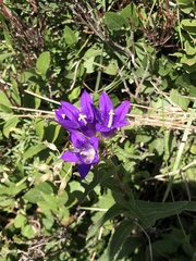 Campanula glomerata glomerata