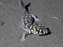 Teratoscincus scincus