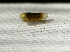 Polyamia apicata