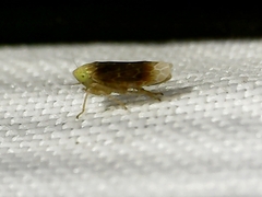 Polyamia apicata