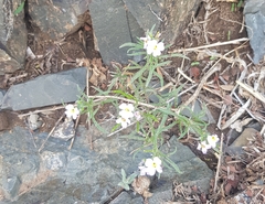 Dontostemon integrifolius