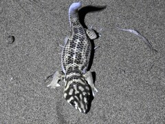 Teratoscincus scincus