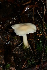 Entoloma albidosimulans