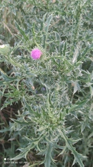 Carduus acanthoides