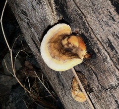 Gloeophyllum sepiarium