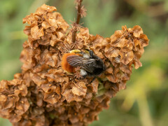 Bombus pyrosoma