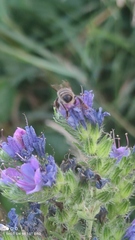 Apis mellifera