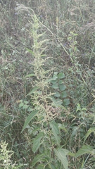 Urtica dioica