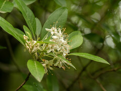 Rhododendron micranthum