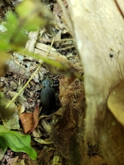 Carabus vinctus