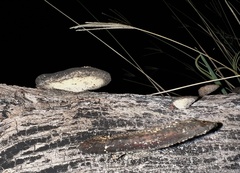 Hexagonia hydnoides