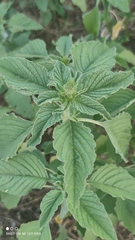 Amaranthus retroflexus