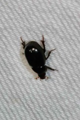 Hybosorus