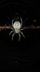 Araneidae