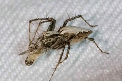 Hybosorus