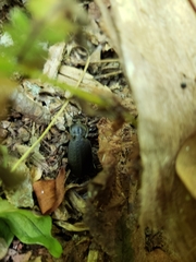 Carabus vinctus