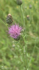 Centaurea scabiosa