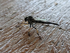 Neoitamus flavofemoratus